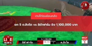 ไก่ชน สด