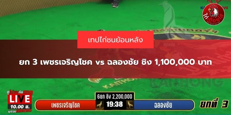 ไก่ชนสดวันนี้