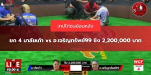 ไก่ชนสดล่าสุด