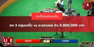 ไก่ชนย้อนหลังวันนี้