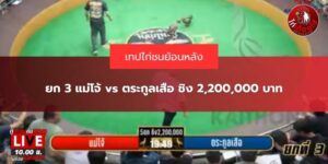 ไก่ชนสดล่าสุด