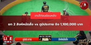 ข่าวสารไก่ชน