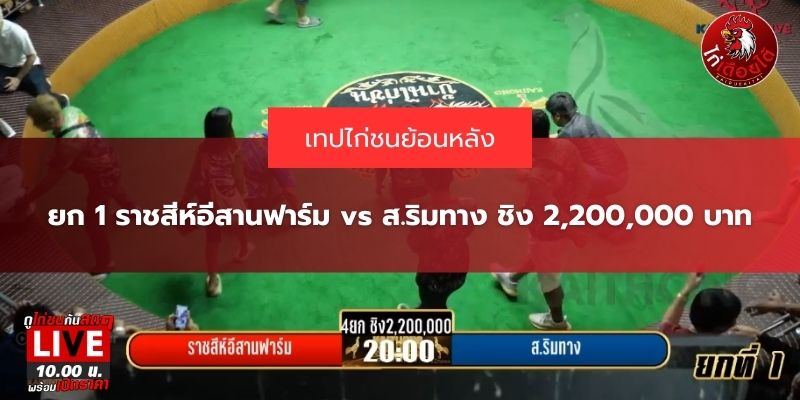 ไก่ชนสดวันนี้