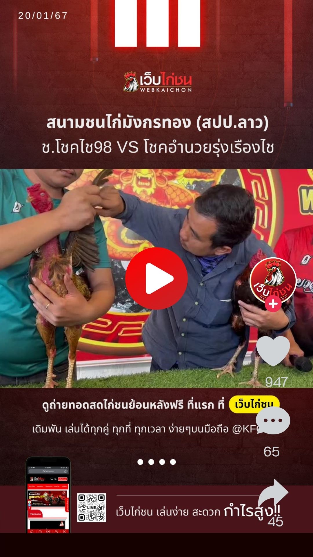 สนามชนไก่มังกรทองวันนี้