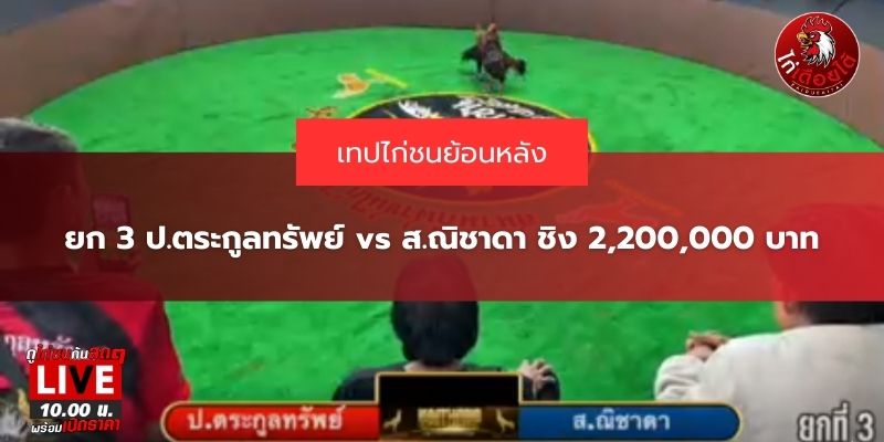 ดูไก่ชนสด